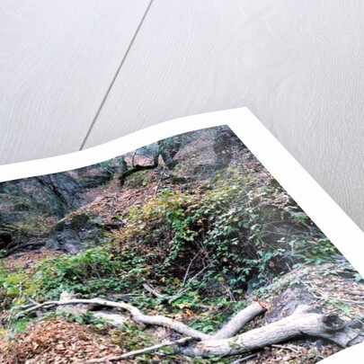 Tree, 2014 by Carli Choi