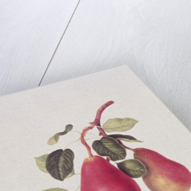 The Scarlet Beurree Pear, 1819 by William Hooker