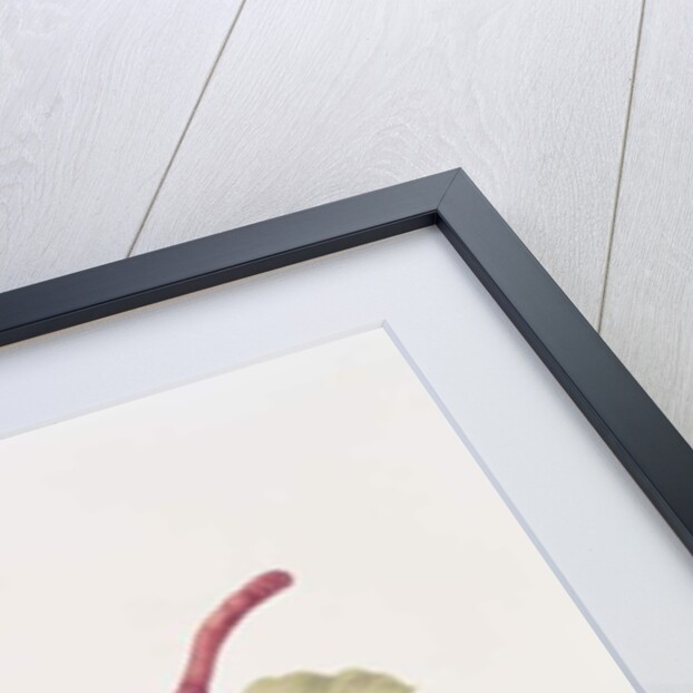 The Scarlet Beurree Pear, 1819 by William Hooker