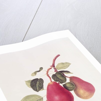 The Scarlet Beurree Pear, 1819 by William Hooker