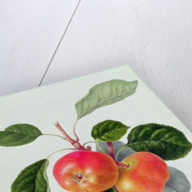 The Trumpington Apple, 1819 by William Hooker