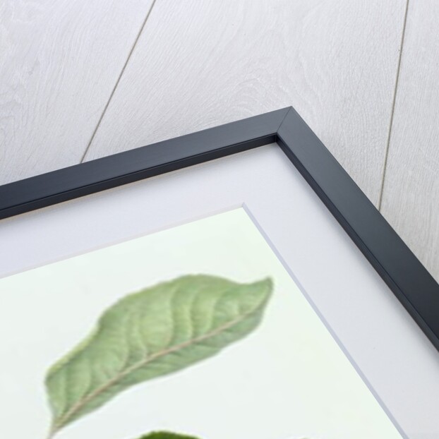 The Trumpington Apple, 1819 by William Hooker