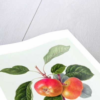 The Trumpington Apple, 1819 by William Hooker