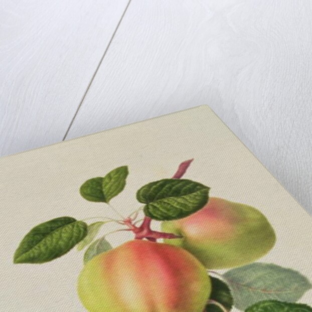 The Dutch Codlin, 1820 by William Hooker