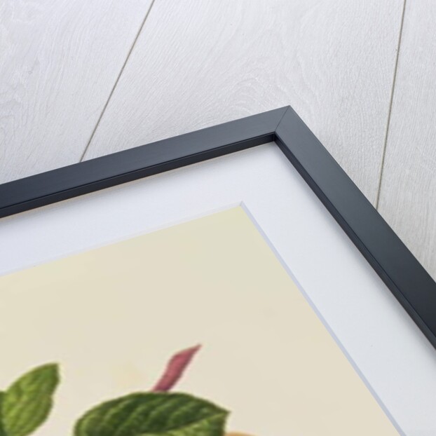 The Dutch Codlin, 1820 by William Hooker