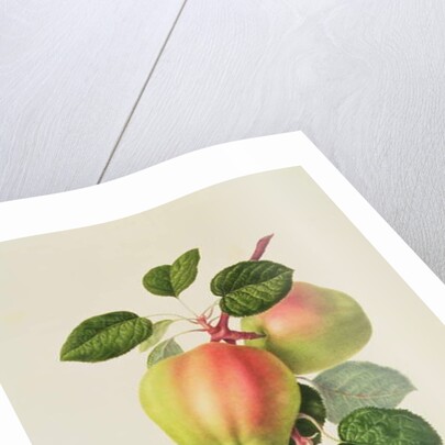 The Dutch Codlin, 1820 by William Hooker