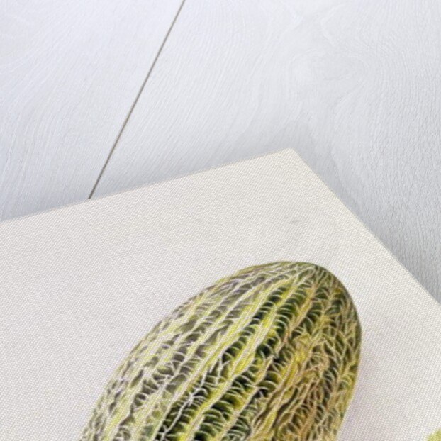 The Damsha Marrow by William Hooker