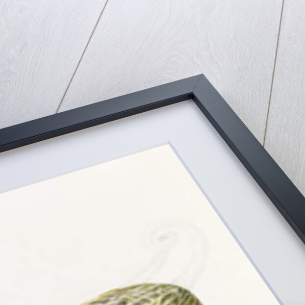 The Damsha Marrow by William Hooker