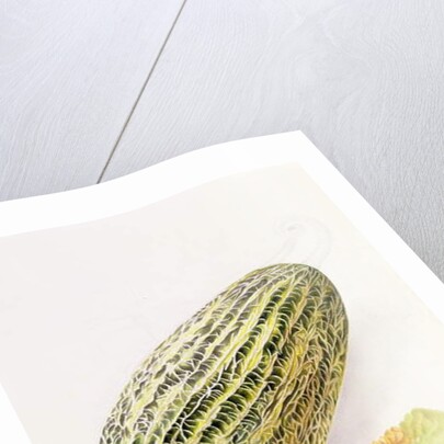 The Damsha Marrow by William Hooker