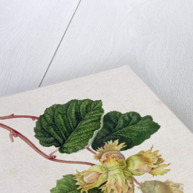 The Cob Nut, 1816 by William Hooker