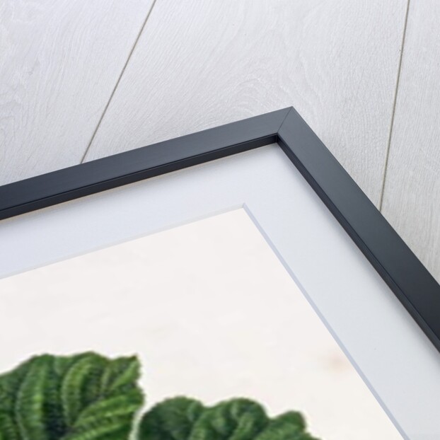 The Cob Nut, 1816 by William Hooker