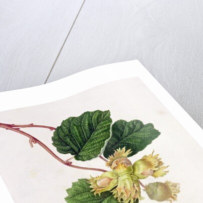 The Cob Nut, 1816 by William Hooker