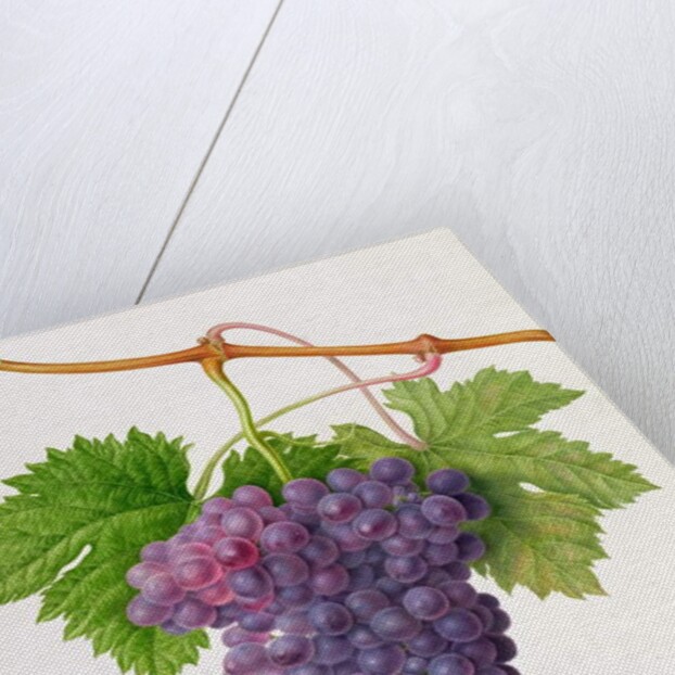 The Poonah Grape, 1820 by William Hooker