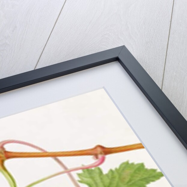 The Poonah Grape, 1820 by William Hooker