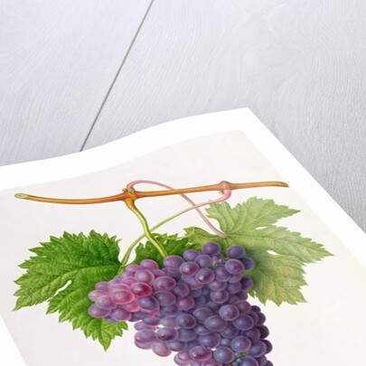 The Poonah Grape, 1820 by William Hooker