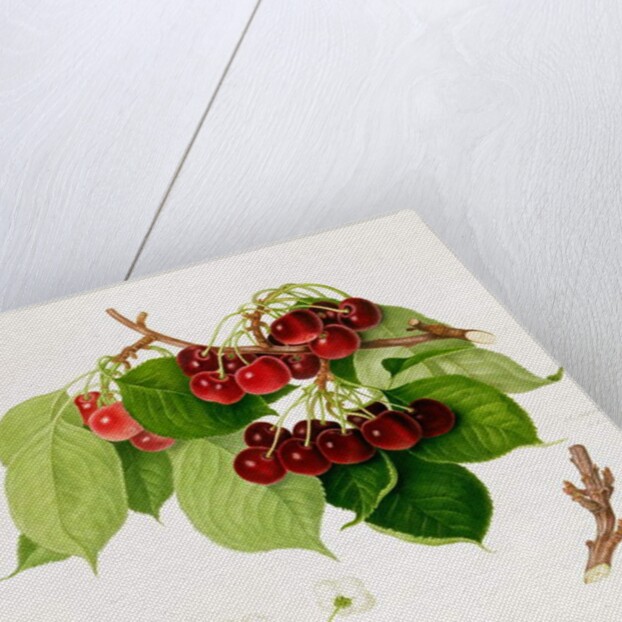 The May Duke Cherry, 1815 by William Hooker