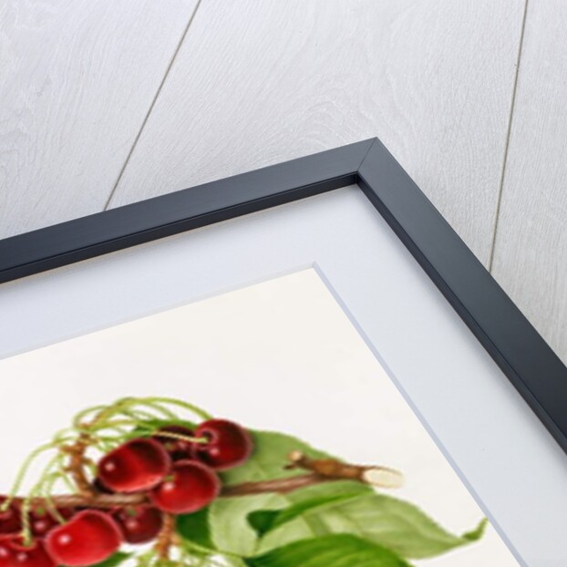 The May Duke Cherry, 1815 by William Hooker