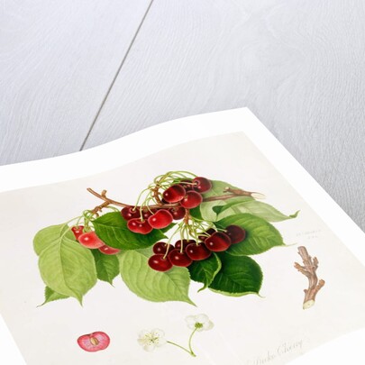 The May Duke Cherry, 1815 by William Hooker