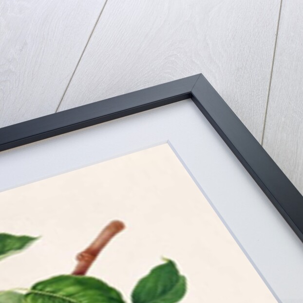 The D'Auch Pear, 1817 by William Hooker