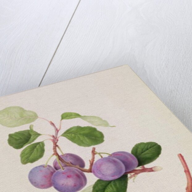 La Royale Plum, 1815 by William Hooker