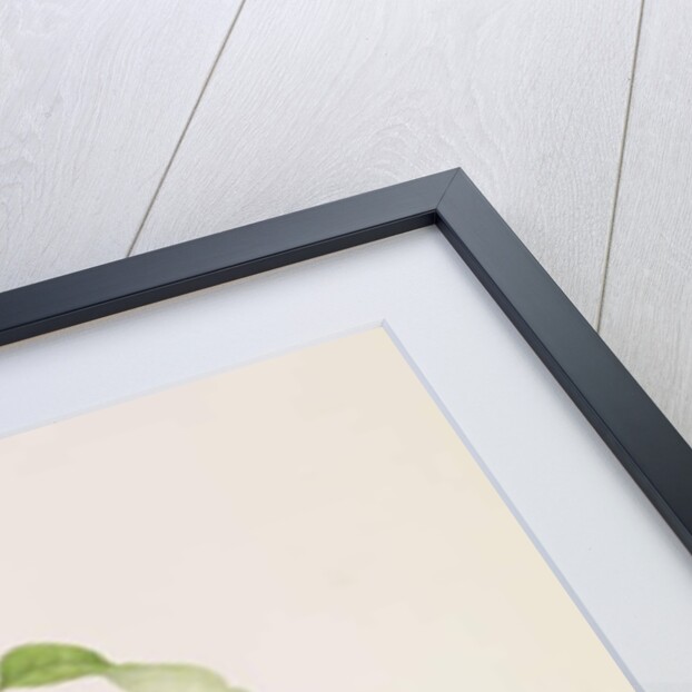 La Royale Plum, 1815 by William Hooker