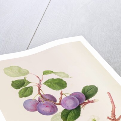 La Royale Plum, 1815 by William Hooker