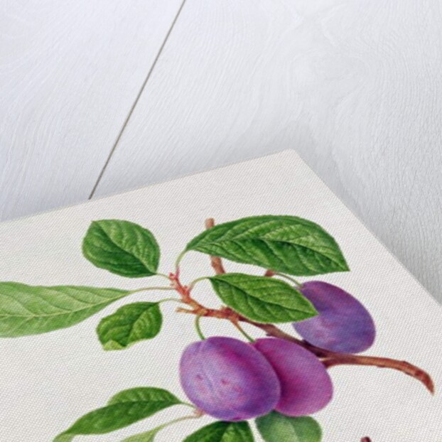 Wilmot's Early Violet Plum by William Hooker