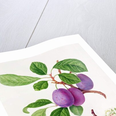 Wilmot's Early Violet Plum by William Hooker