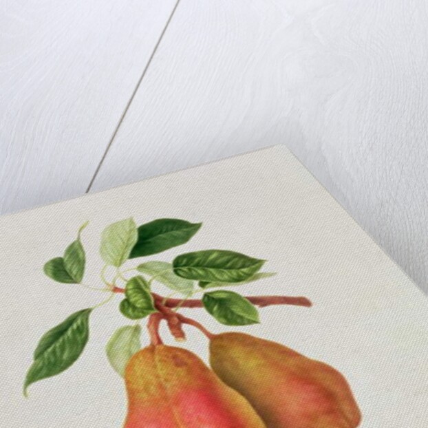 The Chaumontelle Pear, 1818 by William Hooker