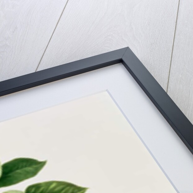 The Chaumontelle Pear, 1818 by William Hooker