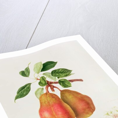 The Chaumontelle Pear, 1818 by William Hooker