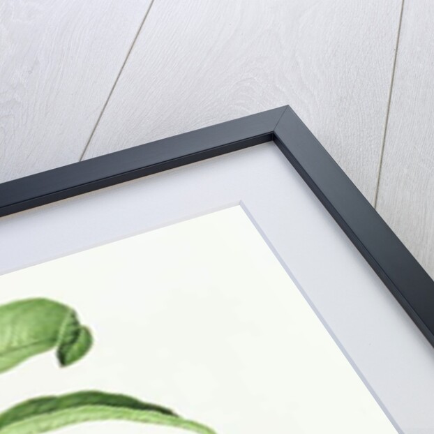 The Conudray Nectarine, 1820 by William Hooker