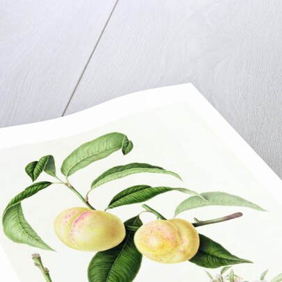 The Conudray Nectarine, 1820 by William Hooker