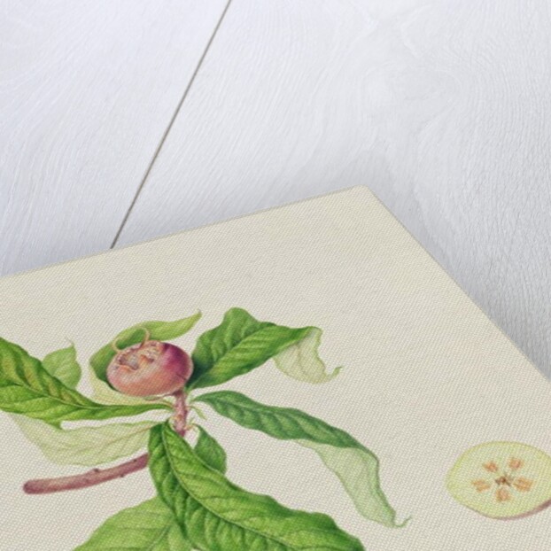 The Dutch Medlar, 1816 by William Hooker