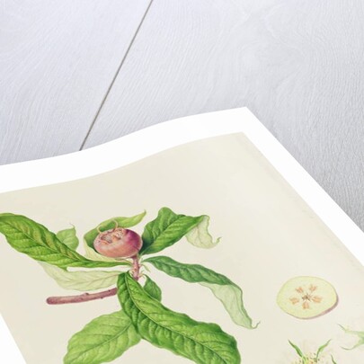 The Dutch Medlar, 1816 by William Hooker