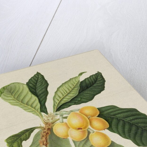 The Loquat by William Hooker