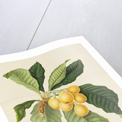 The Loquat by William Hooker