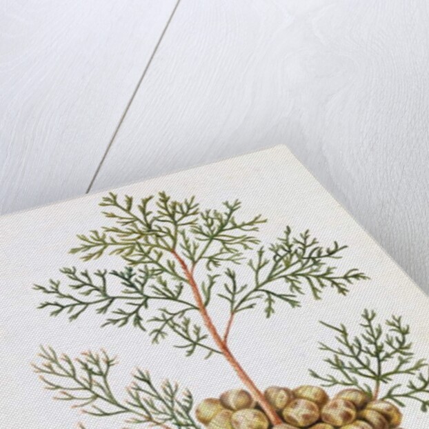 Cypress Leaf and Nuts by William Hooker