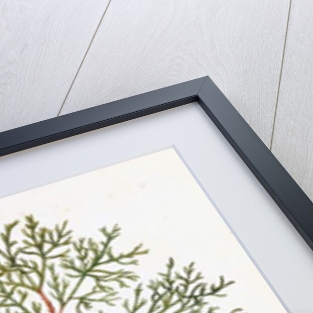 Cypress Leaf and Nuts by William Hooker