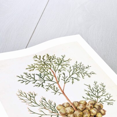 Cypress Leaf and Nuts by William Hooker