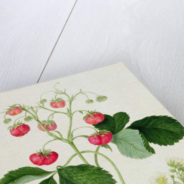 Wilmot's Cocks-Comb Scarlet Strawberry, 1820 by William Hooker