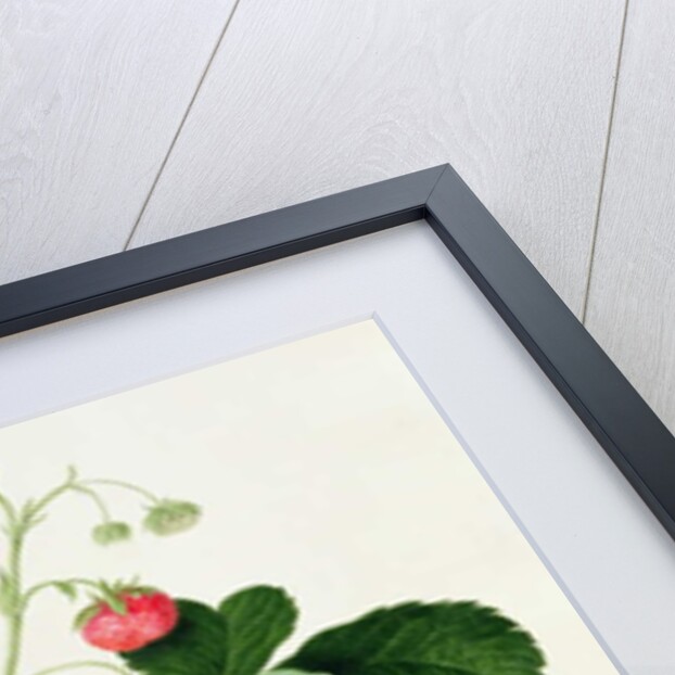 Wilmot's Cocks-Comb Scarlet Strawberry, 1820 by William Hooker