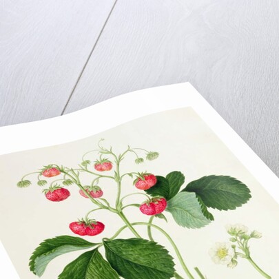 Wilmot's Cocks-Comb Scarlet Strawberry, 1820 by William Hooker