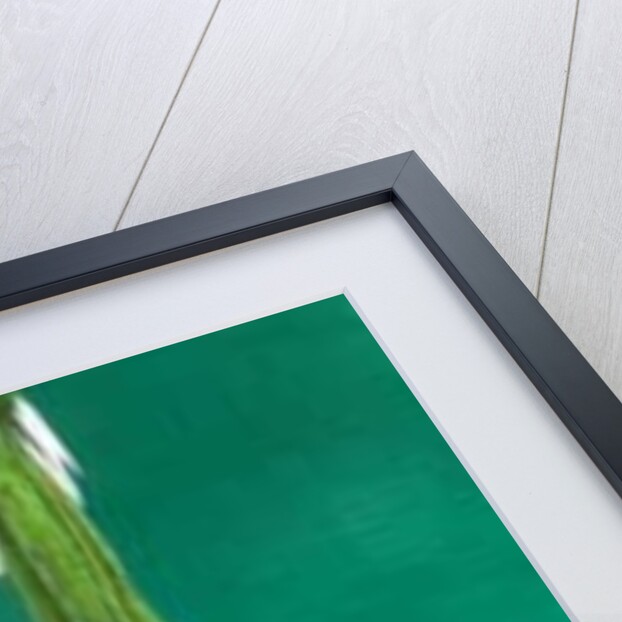 Quetzal by Tim Hayward