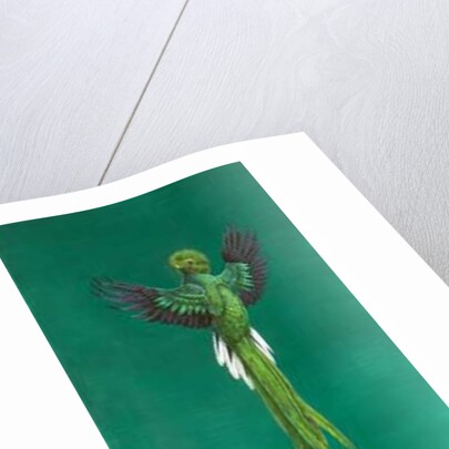 Quetzal by Tim Hayward
