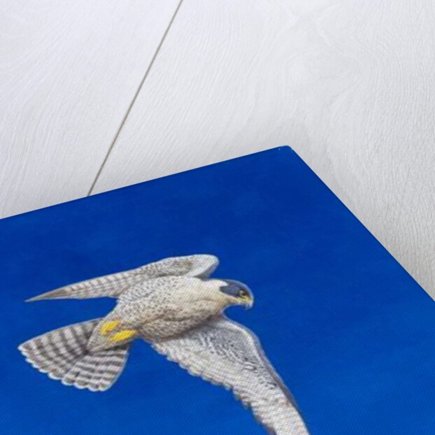 Peregrine Falcon by Tim Hayward