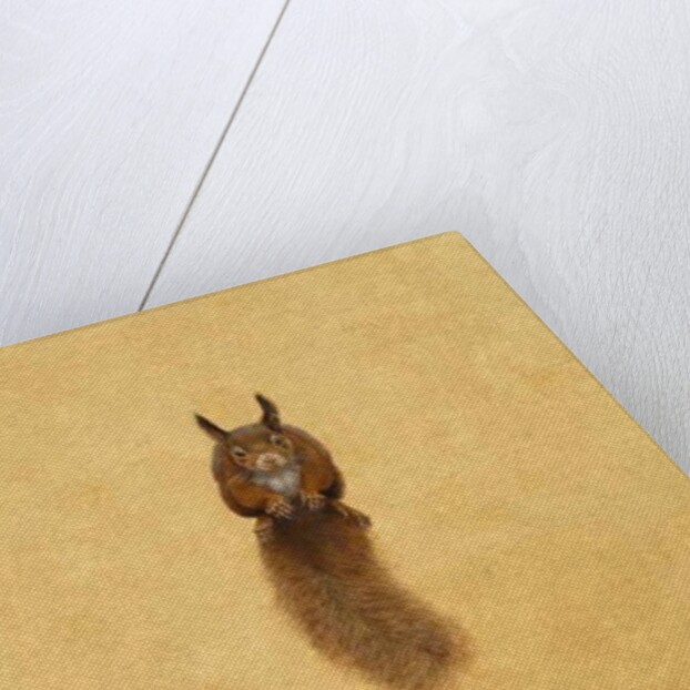 Leaping Red Squirrel by Tim Hayward