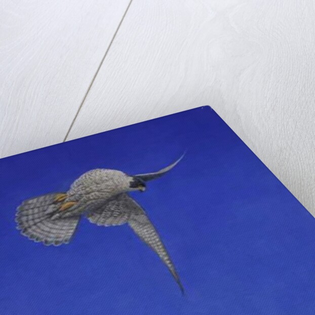 The Corkscrew Stoop, Peregrine Falcon by Tim Hayward