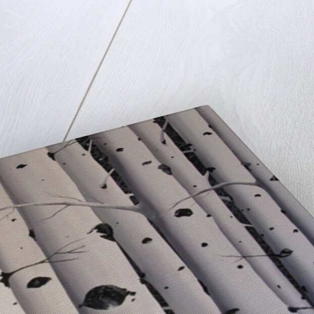 Birch Trees, 2017 by Tina Palmer