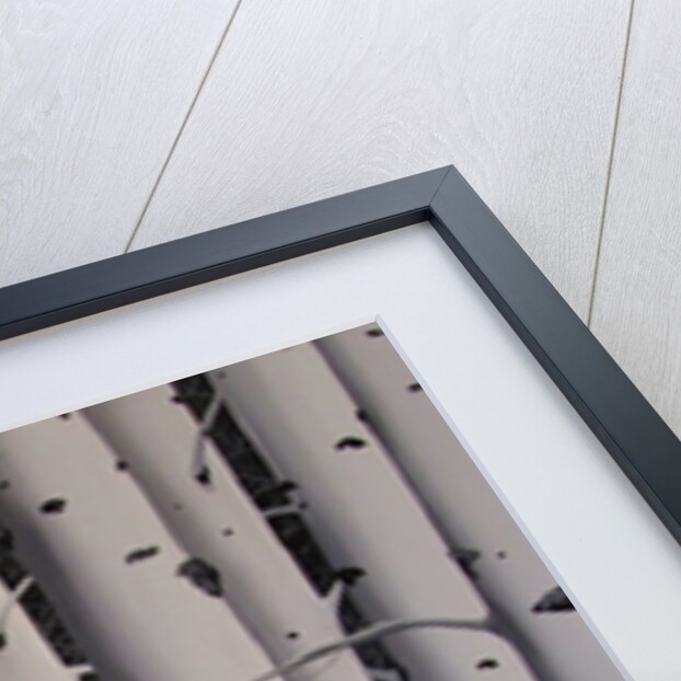 Birch Trees, 2017 by Tina Palmer